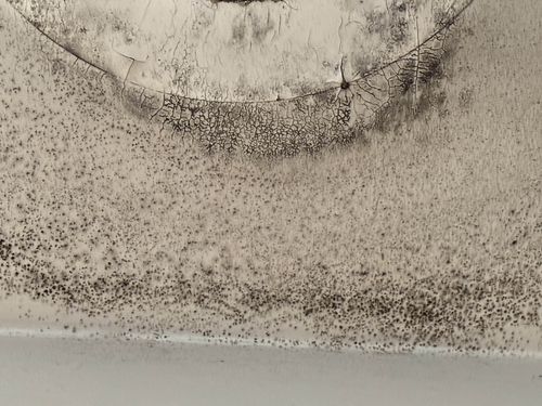 Know Your Mold: Cladosporium